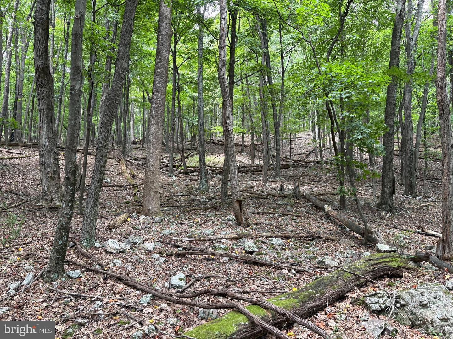 19.36 Ac Penneroil Rd Property Photo 14
