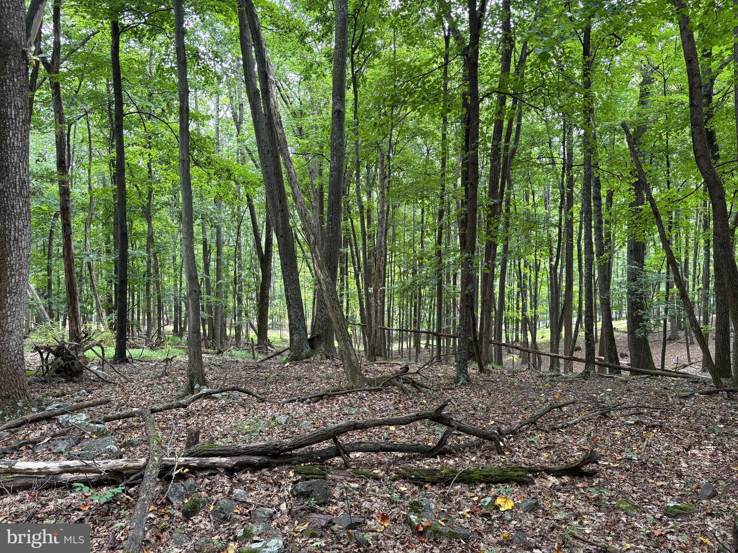 19.36 Ac Penneroil Rd Property Photo 15