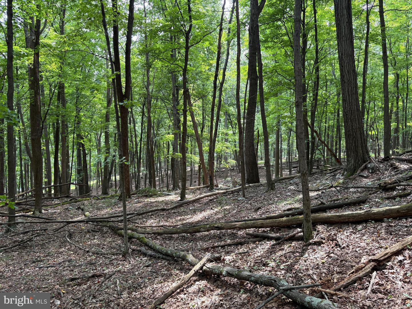 19.36 Ac Penneroil Rd Property Photo 18