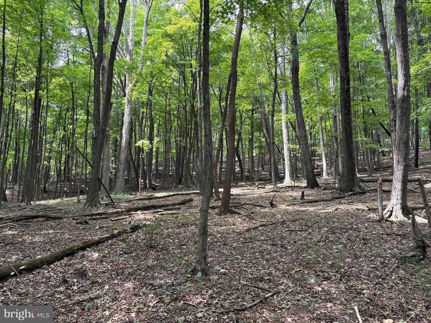 19.36 Ac Penneroil Rd Property Photo 19