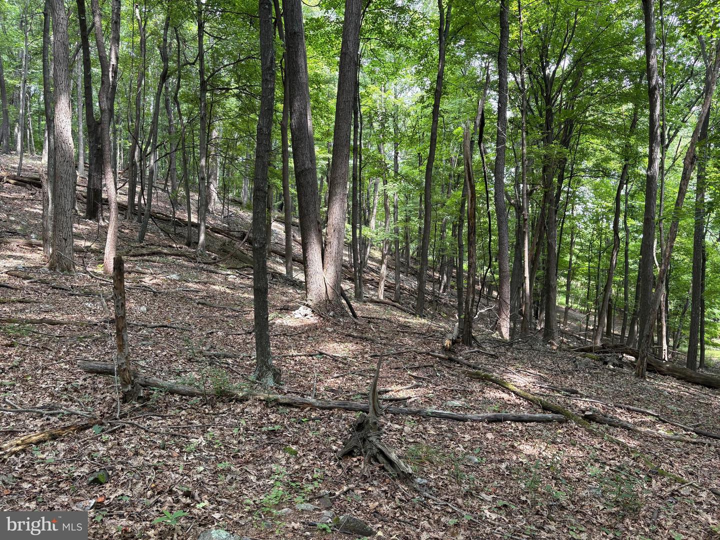 19.36 Ac Penneroil Rd Property Photo 20