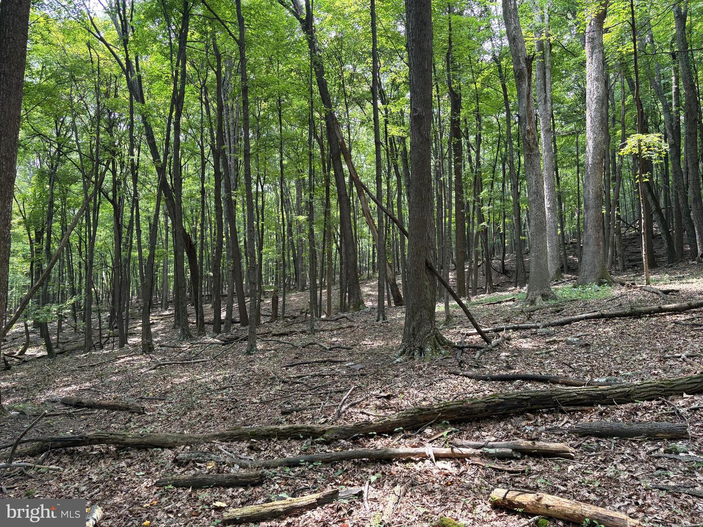 19.36 Ac Penneroil Rd Property Photo 21