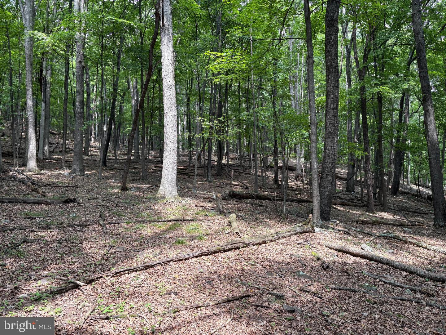 19.36 Ac Penneroil Rd Property Photo 22