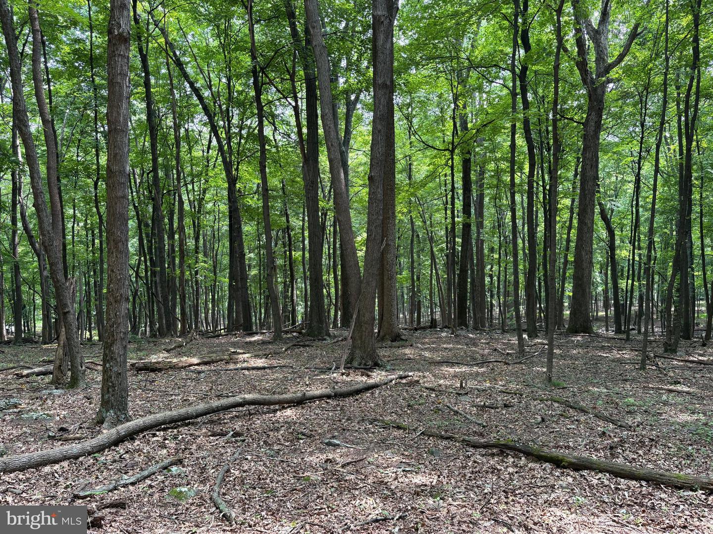 19.36 Ac Penneroil Rd Property Photo 23