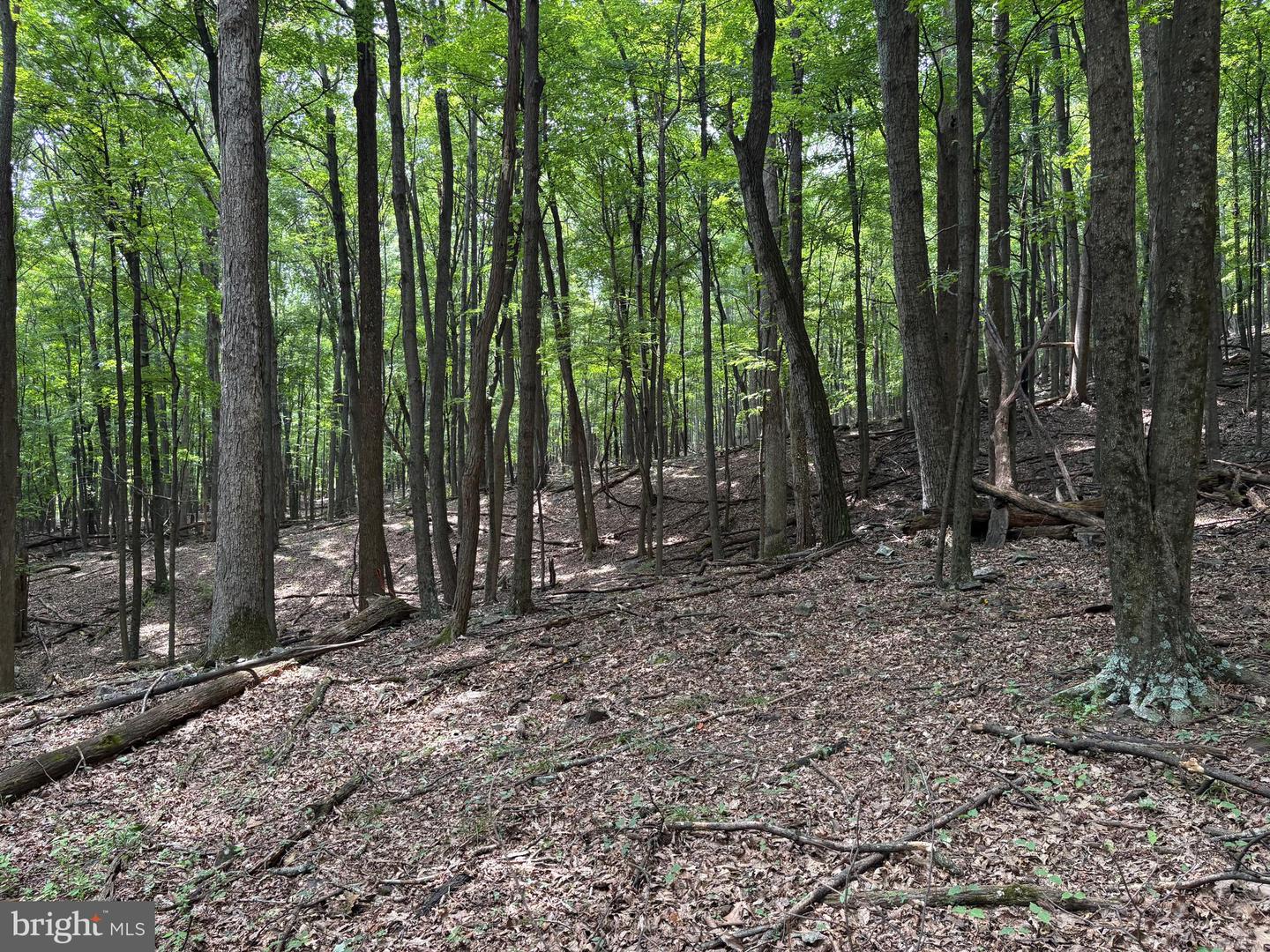 19.36 Ac Penneroil Rd Property Photo 25