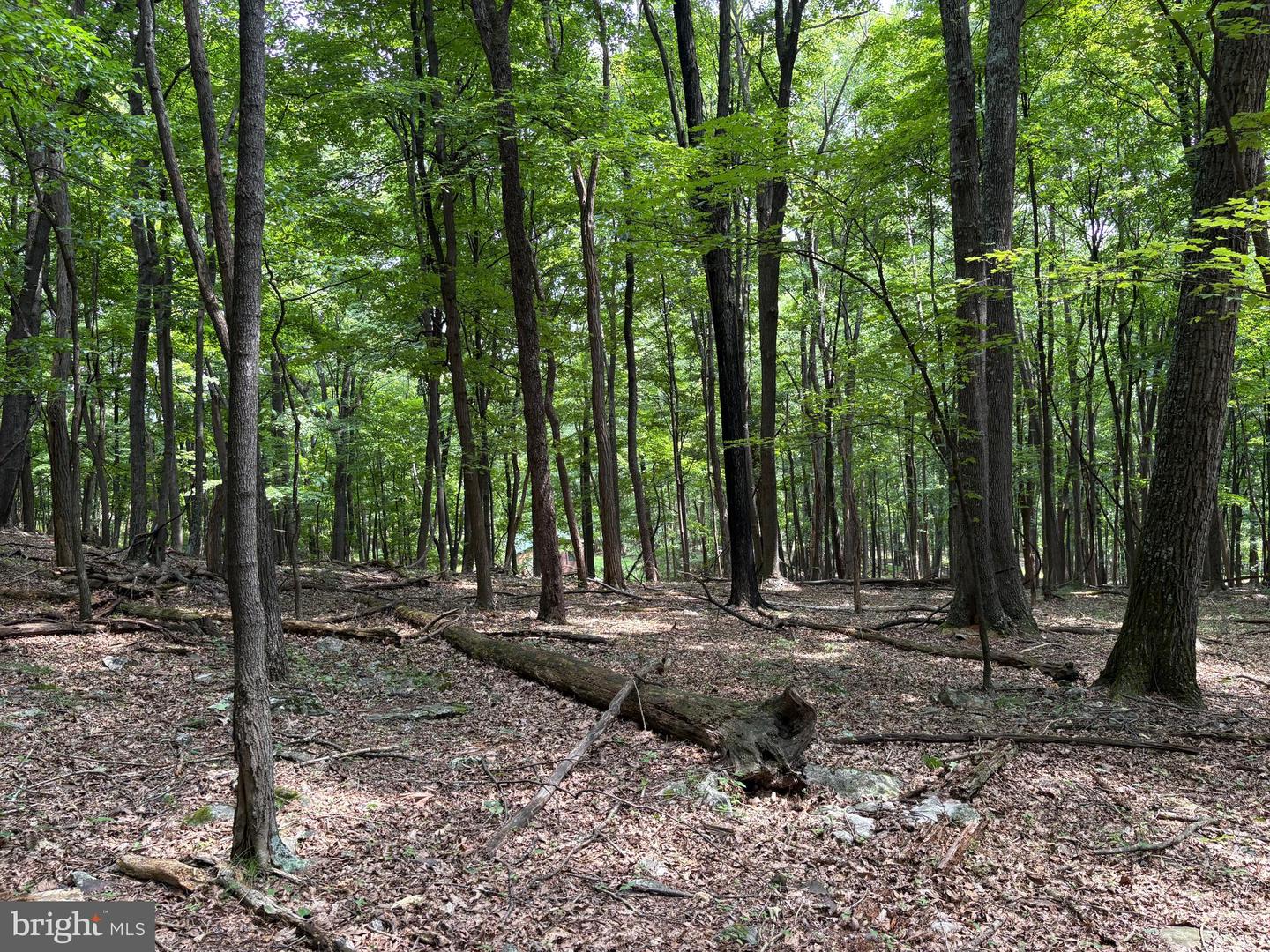 19.36 Ac Penneroil Rd Property Photo 27