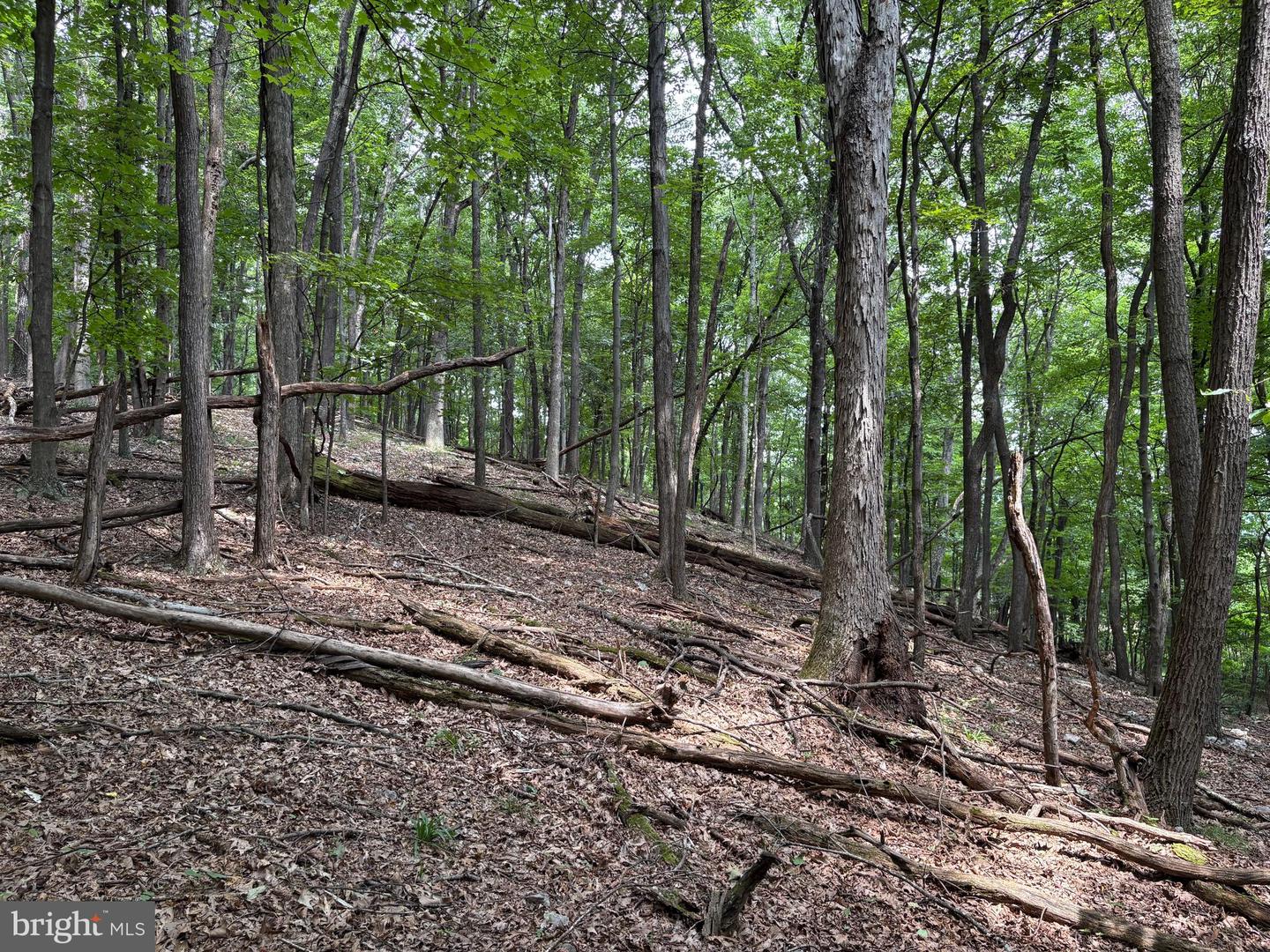 19.36 Ac Penneroil Rd Property Photo 29