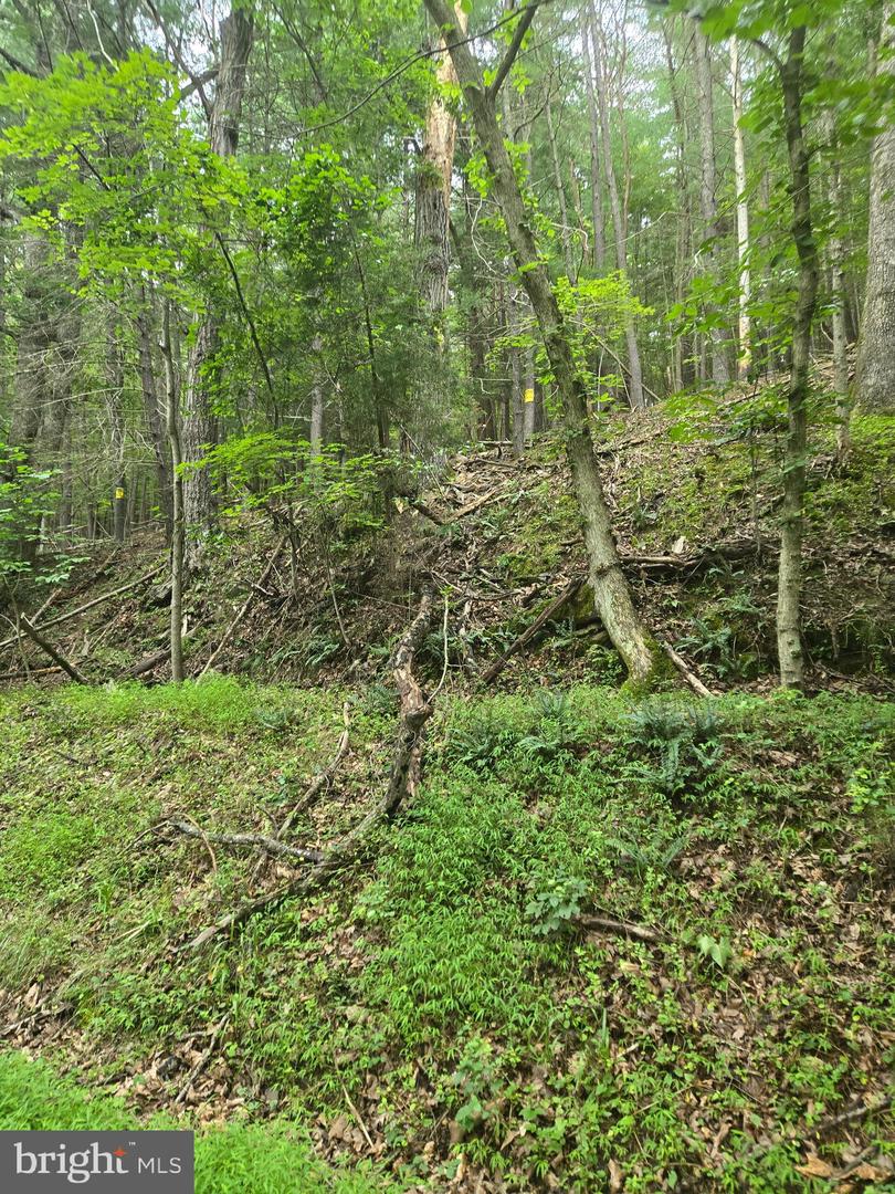 Mountain Run Road Property Photo 4