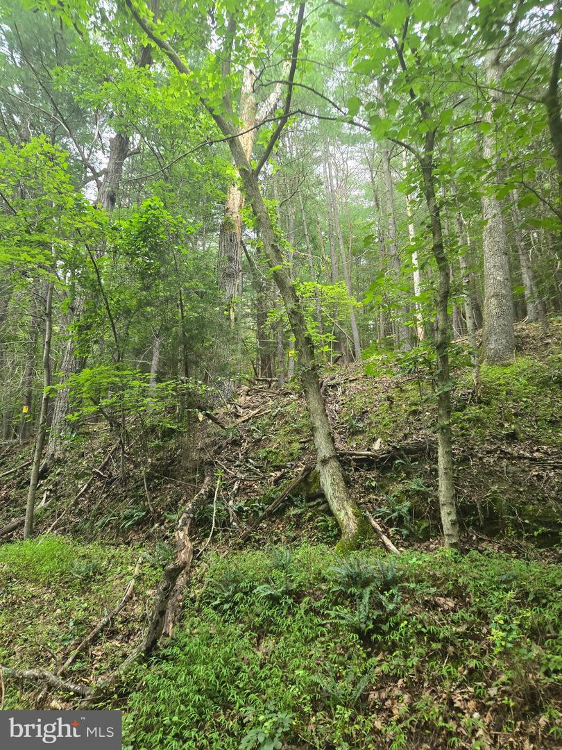 Mountain Run Road Property Photo 7