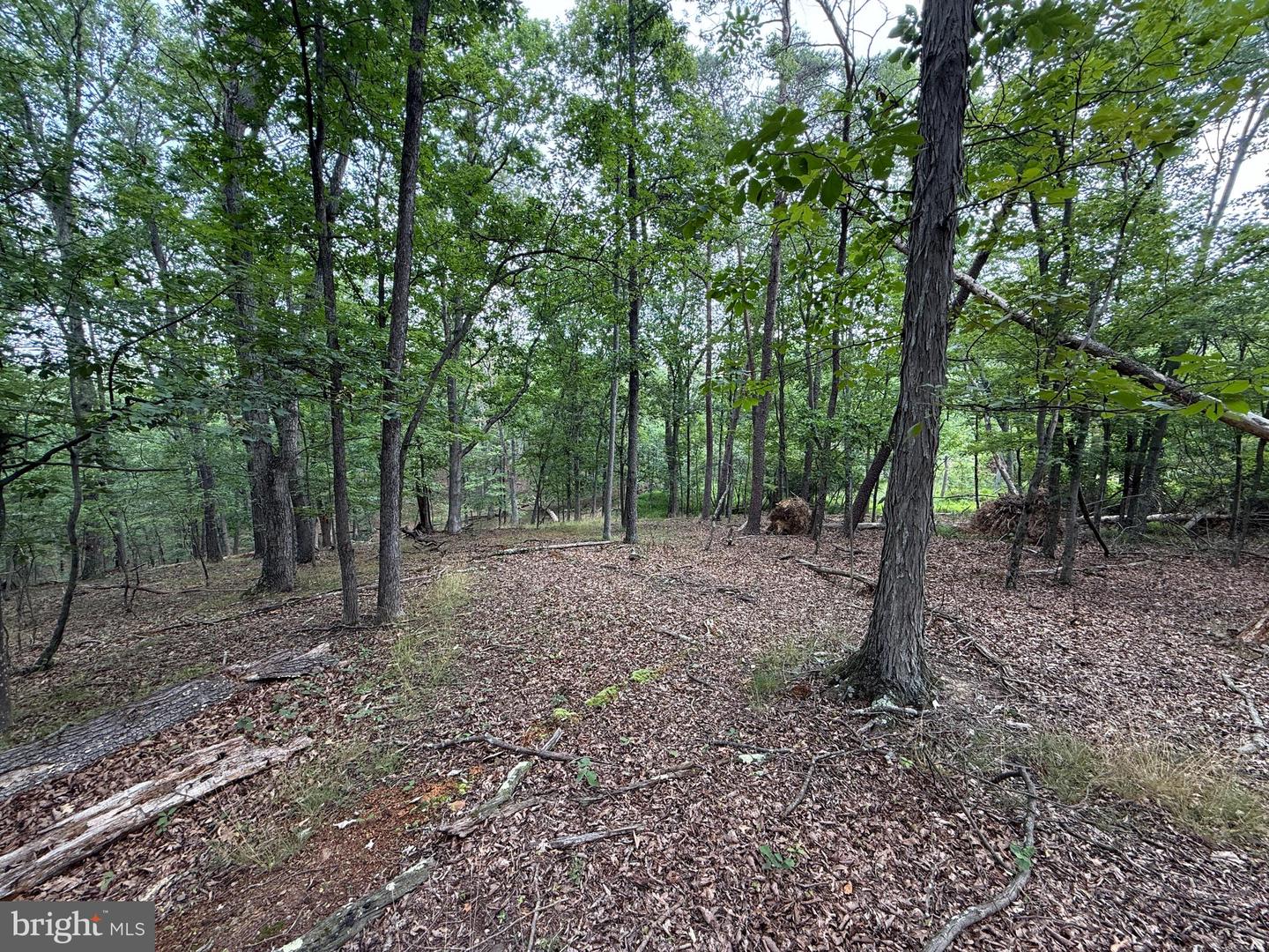 Hungaria Avenue Property Photo 6