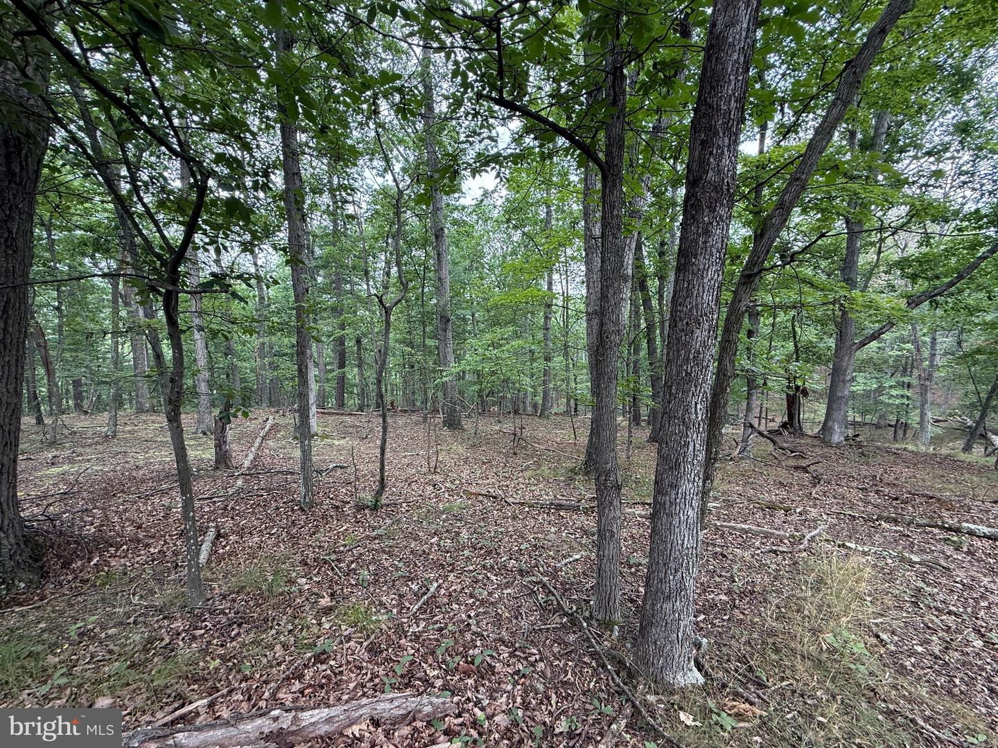 Hungaria Avenue Property Photo 7