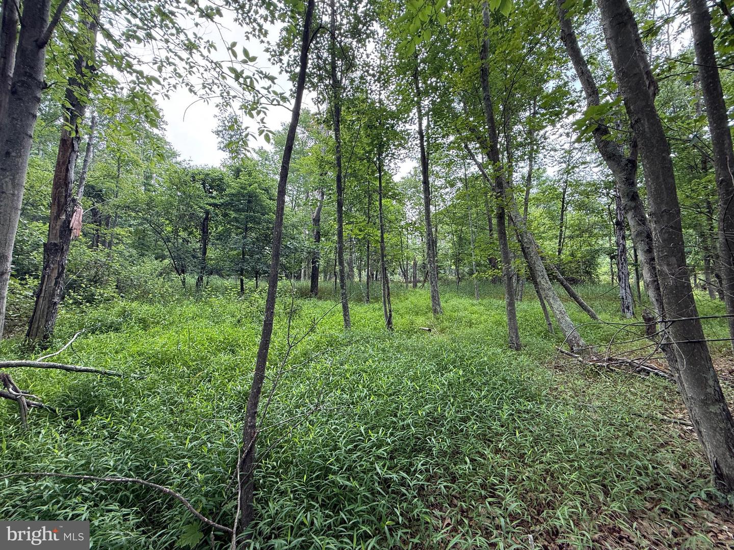 Hungaria Avenue Property Photo 11