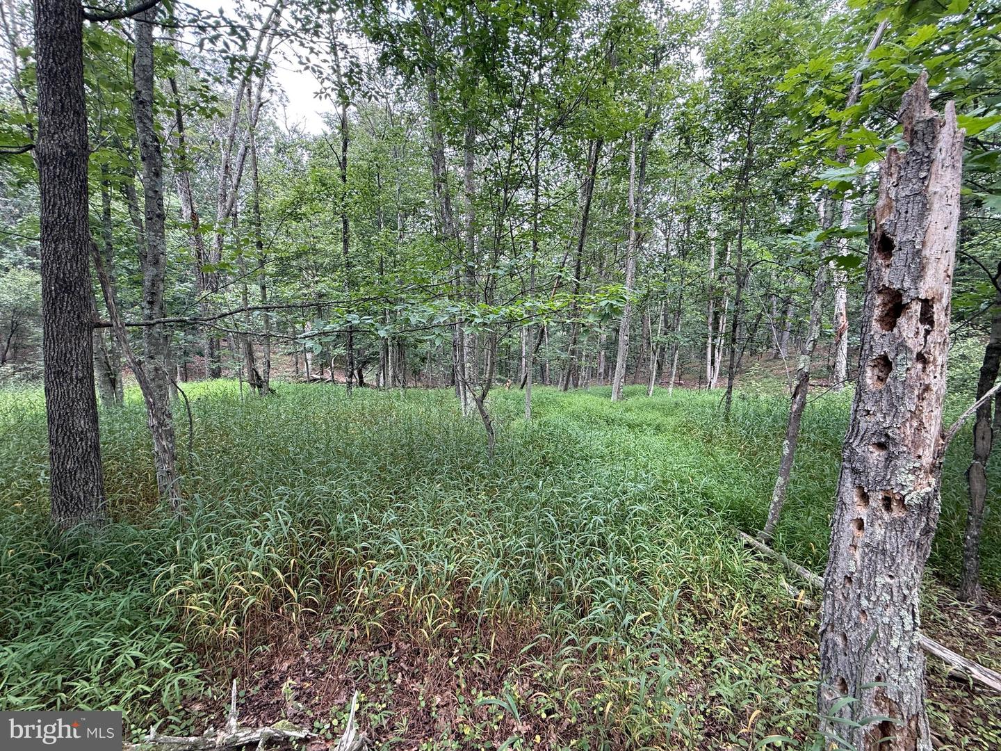 Hungaria Avenue Property Photo 12