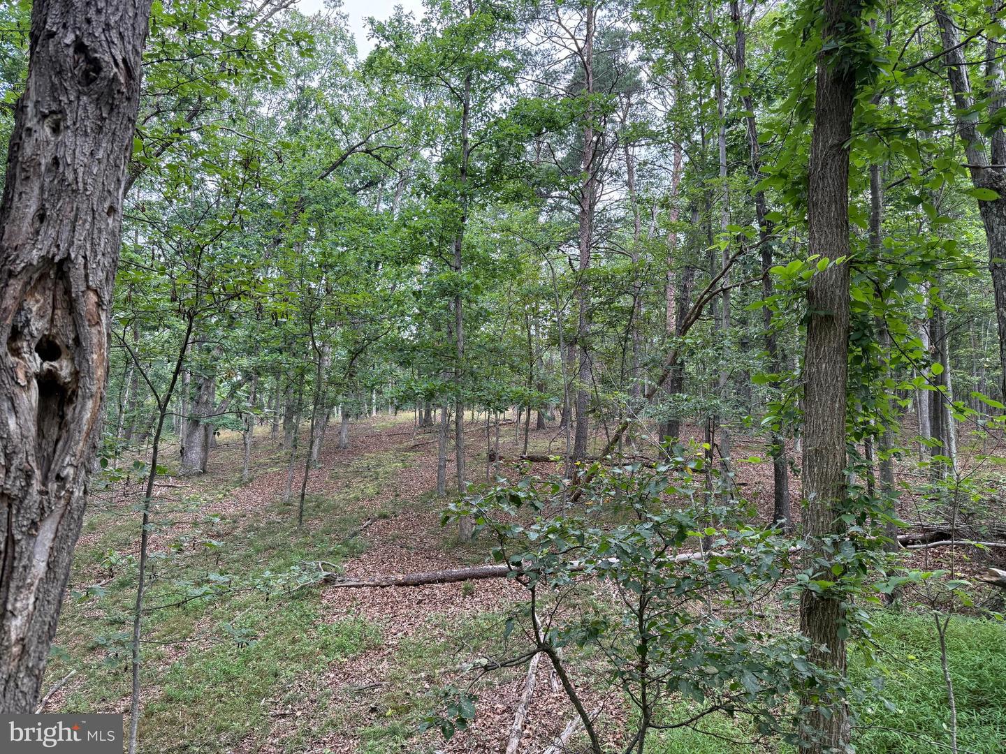 Hungaria Avenue Property Photo 16