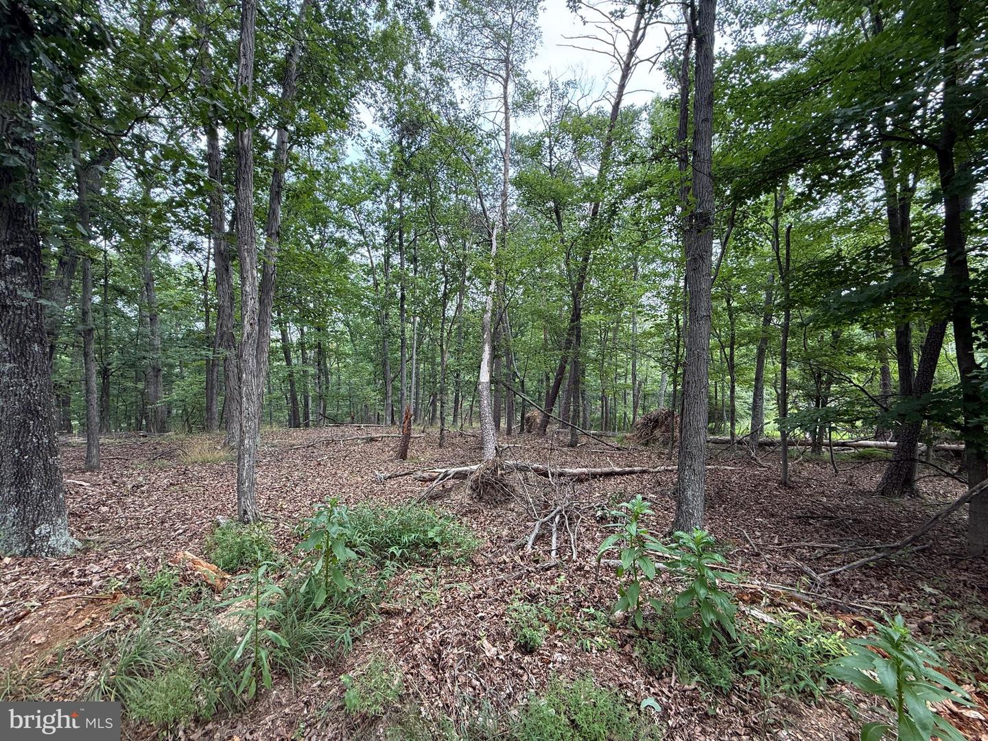 Hungaria Avenue Property Photo 20