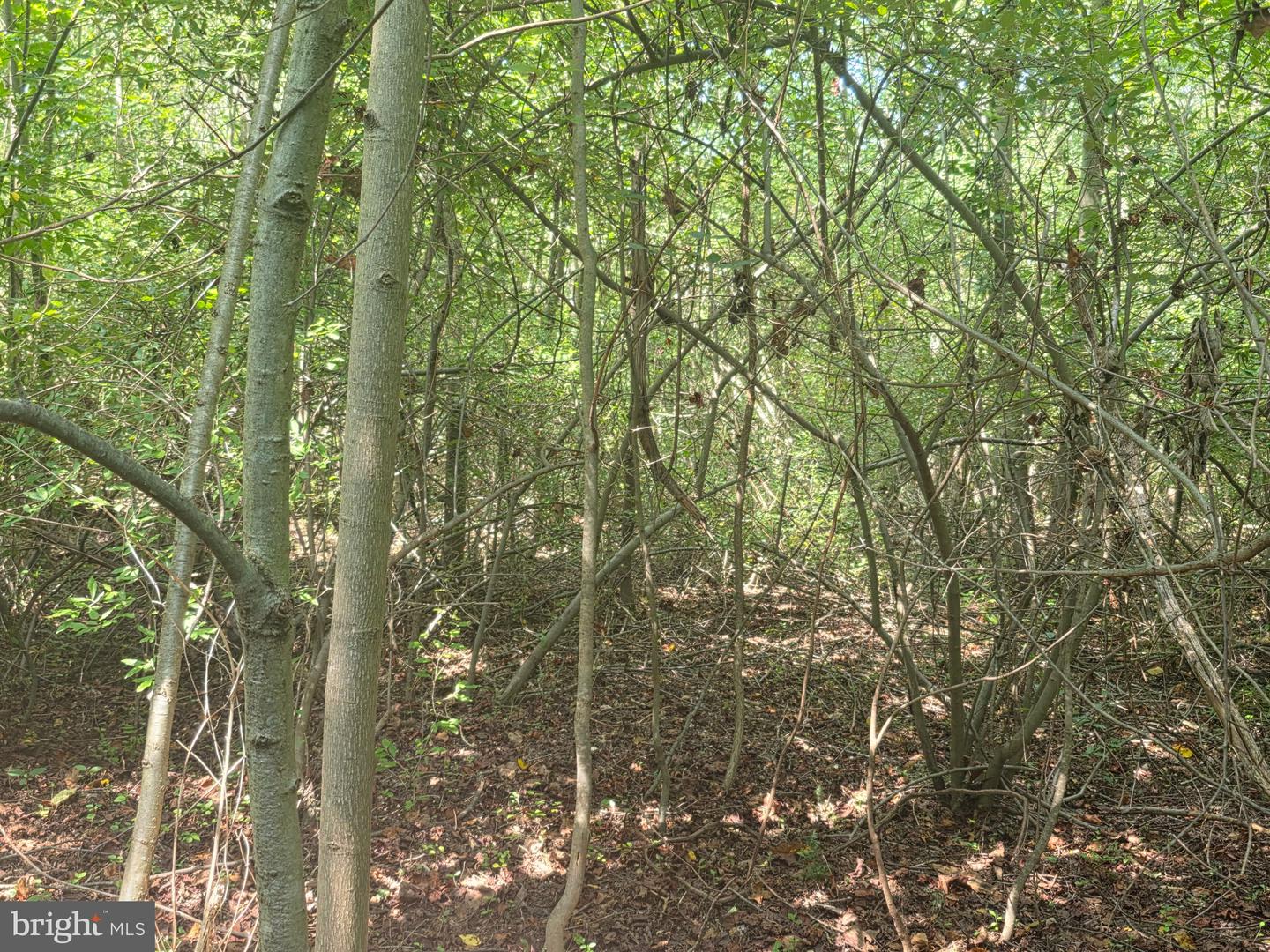 Terry's Road #lot 35a Property Photo 4