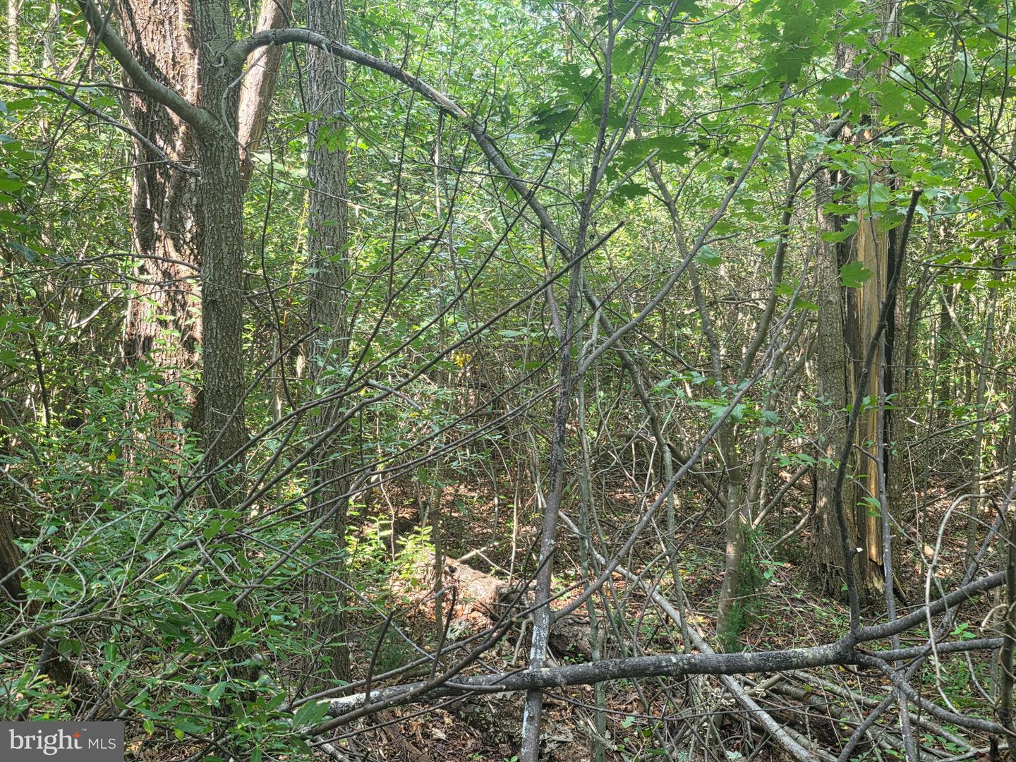 Terry's Road #lot 35a Property Photo 6
