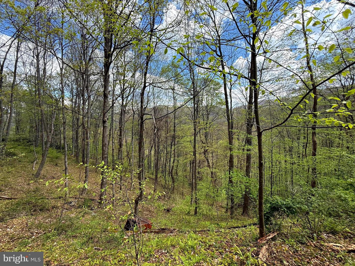 Tract 2-30.82 Acs Straders Run Rd Property Photo 12