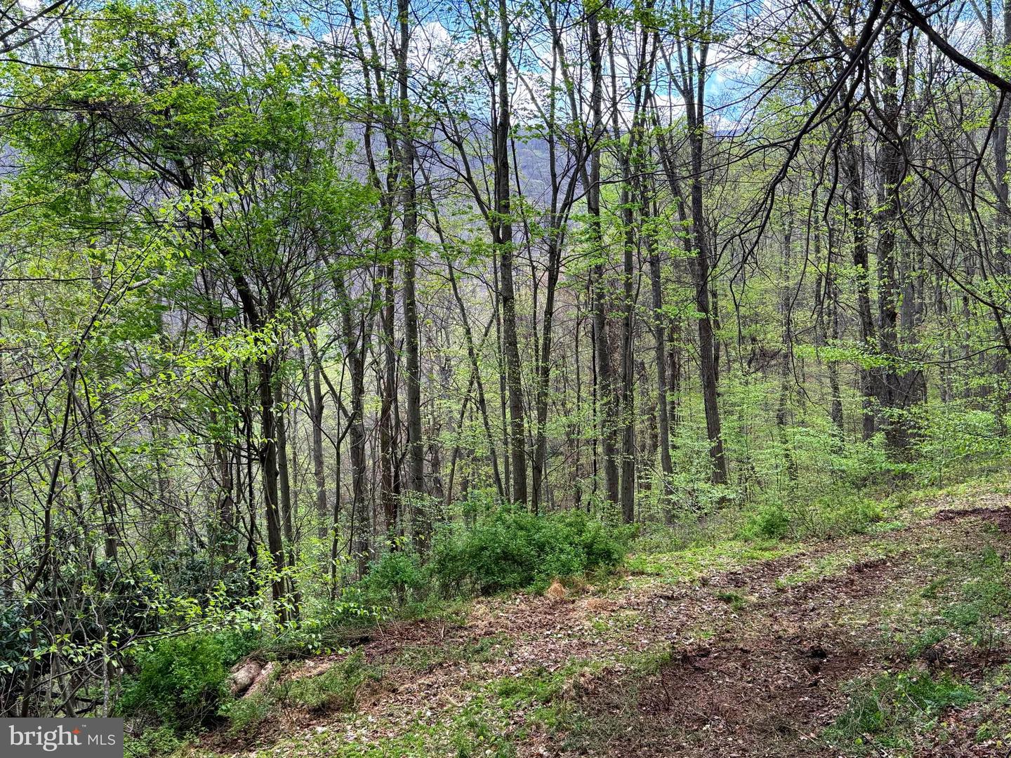 Tract 2-30.82 Acs Straders Run Rd Property Photo 32
