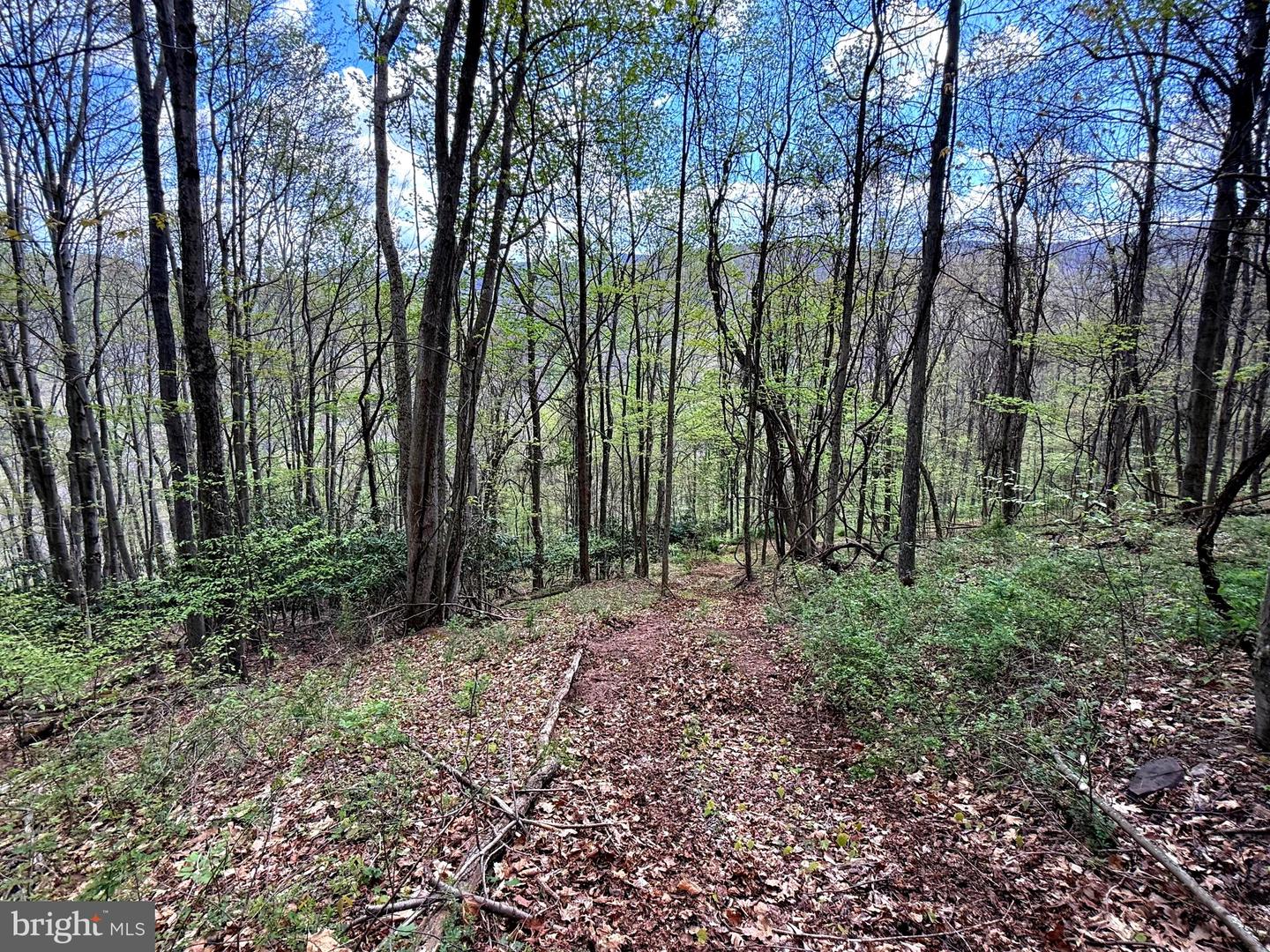 Tract 2-30.82 Acs Straders Run Rd Property Photo 36