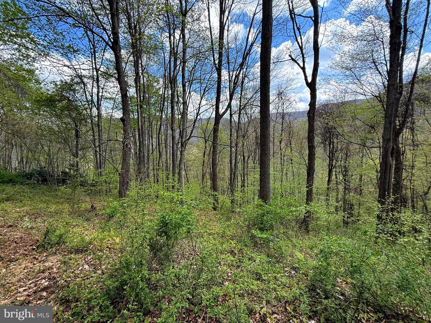 Tract 2-30.82 Acs Straders Run Rd Property Photo 38