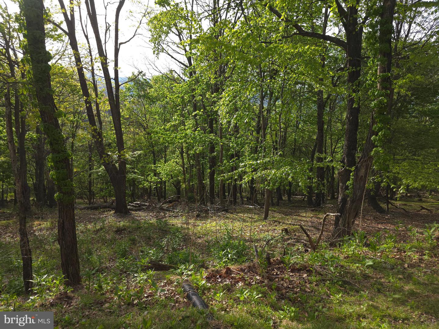384 Scarlet Tanager Trl Property Photo 58