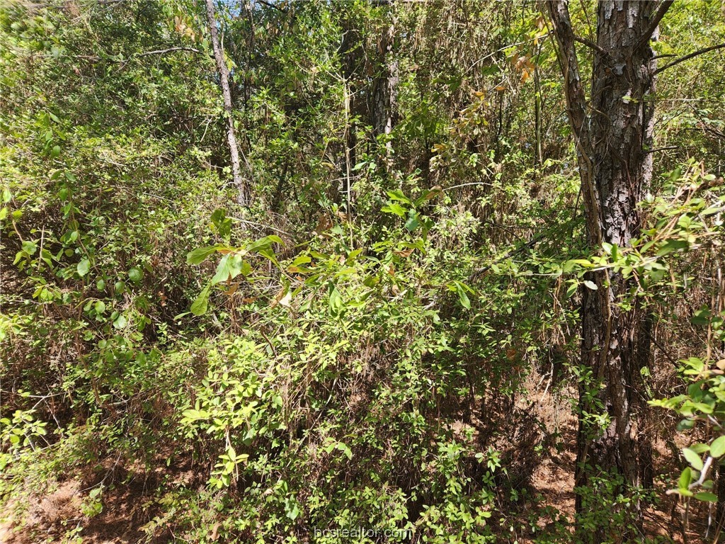 Lot 9 Hickory Branch Lane Property Photo 3