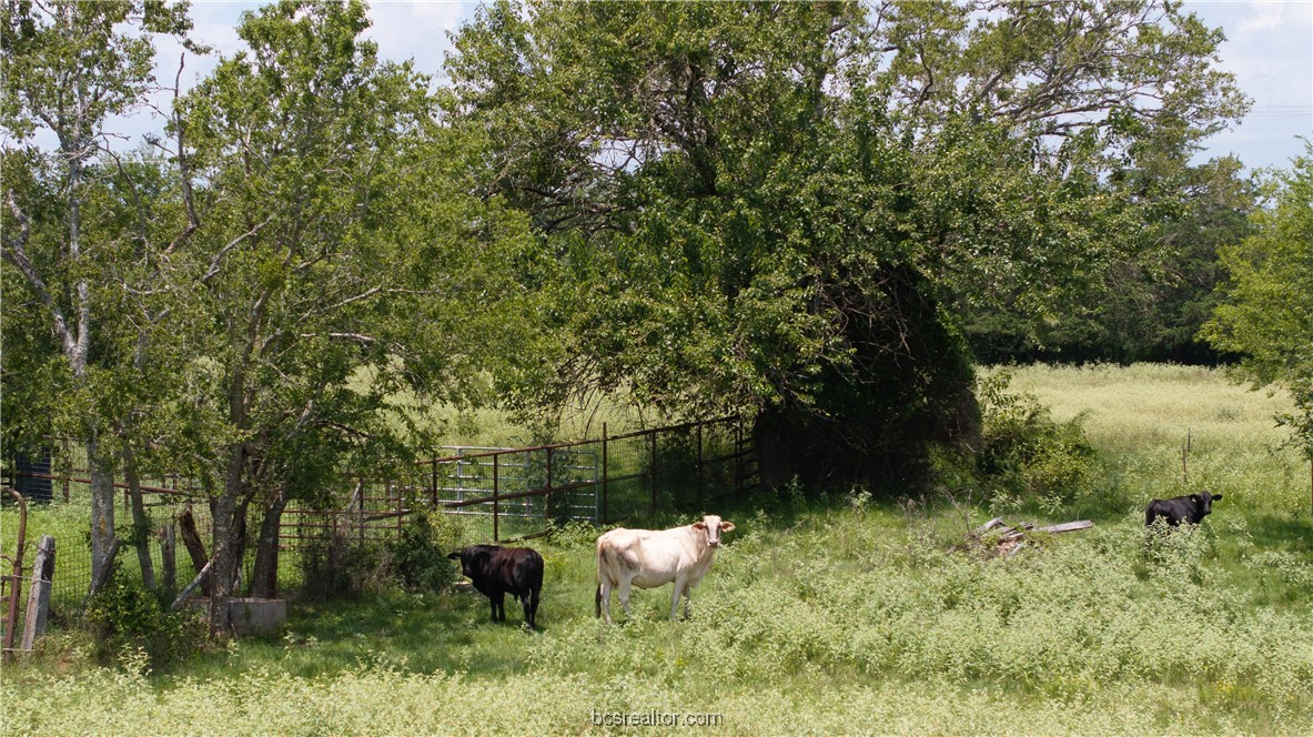 Tbd Fm-974 (tabor Rd) Property Photo 20