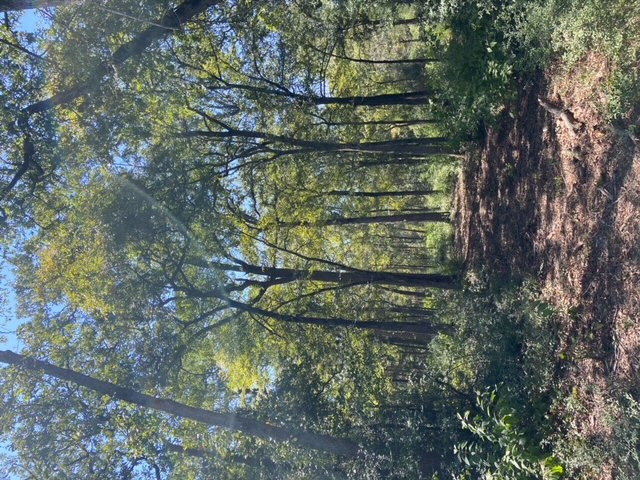 Unk Sawmill Road Property Photo 11