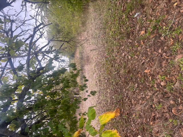 707 Mesquite Street Property Photo 2