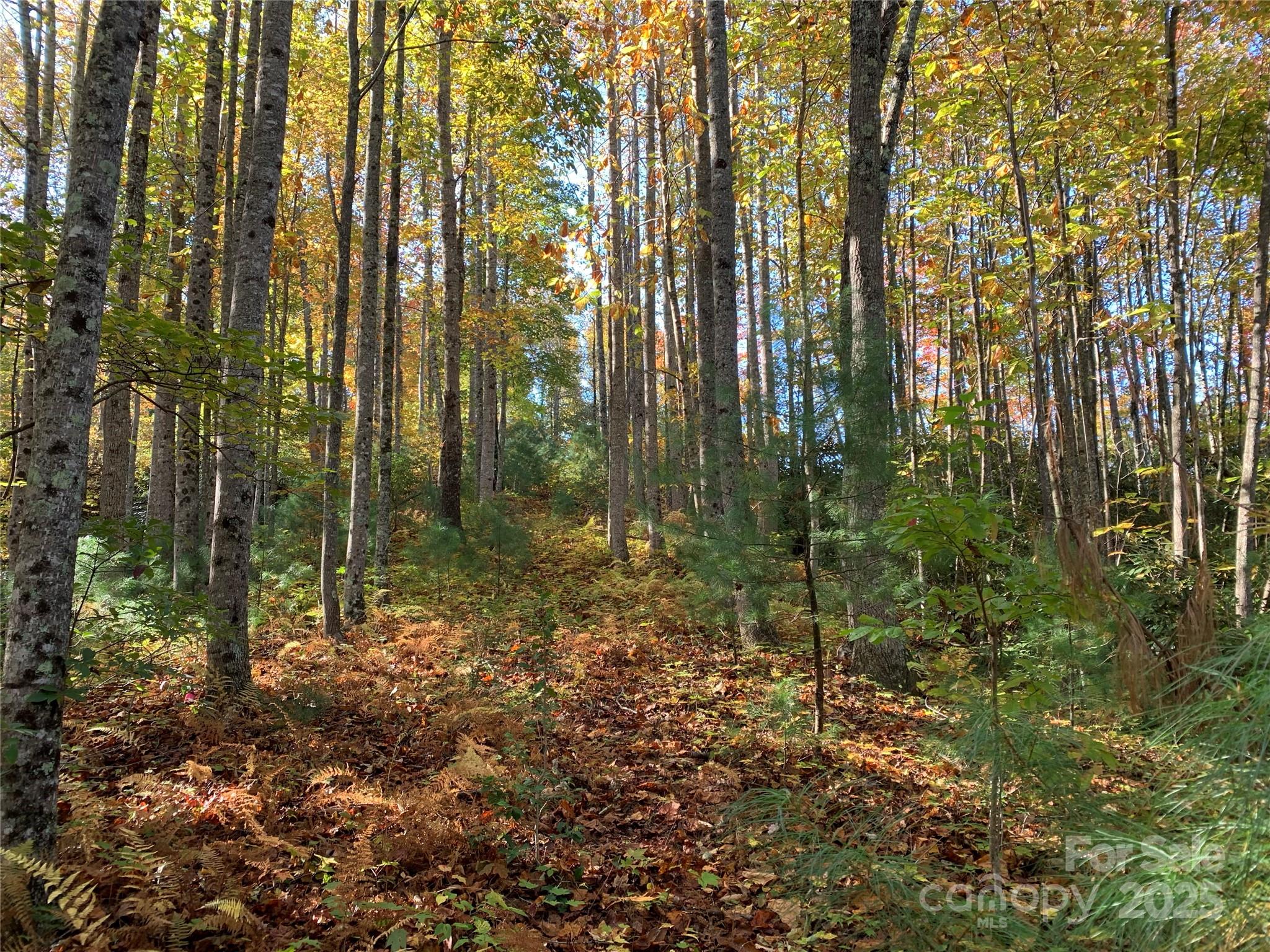 Lot# 556 Timber Rock Drive 556 Property Photo 1