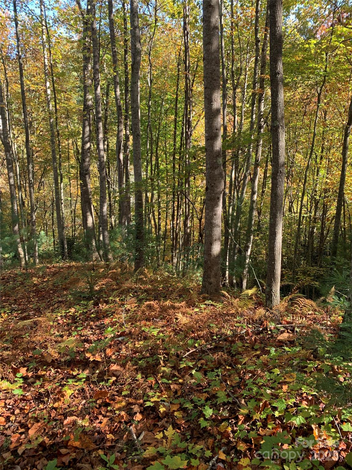 Lot# 556 Timber Rock Drive 556 Property Photo 3