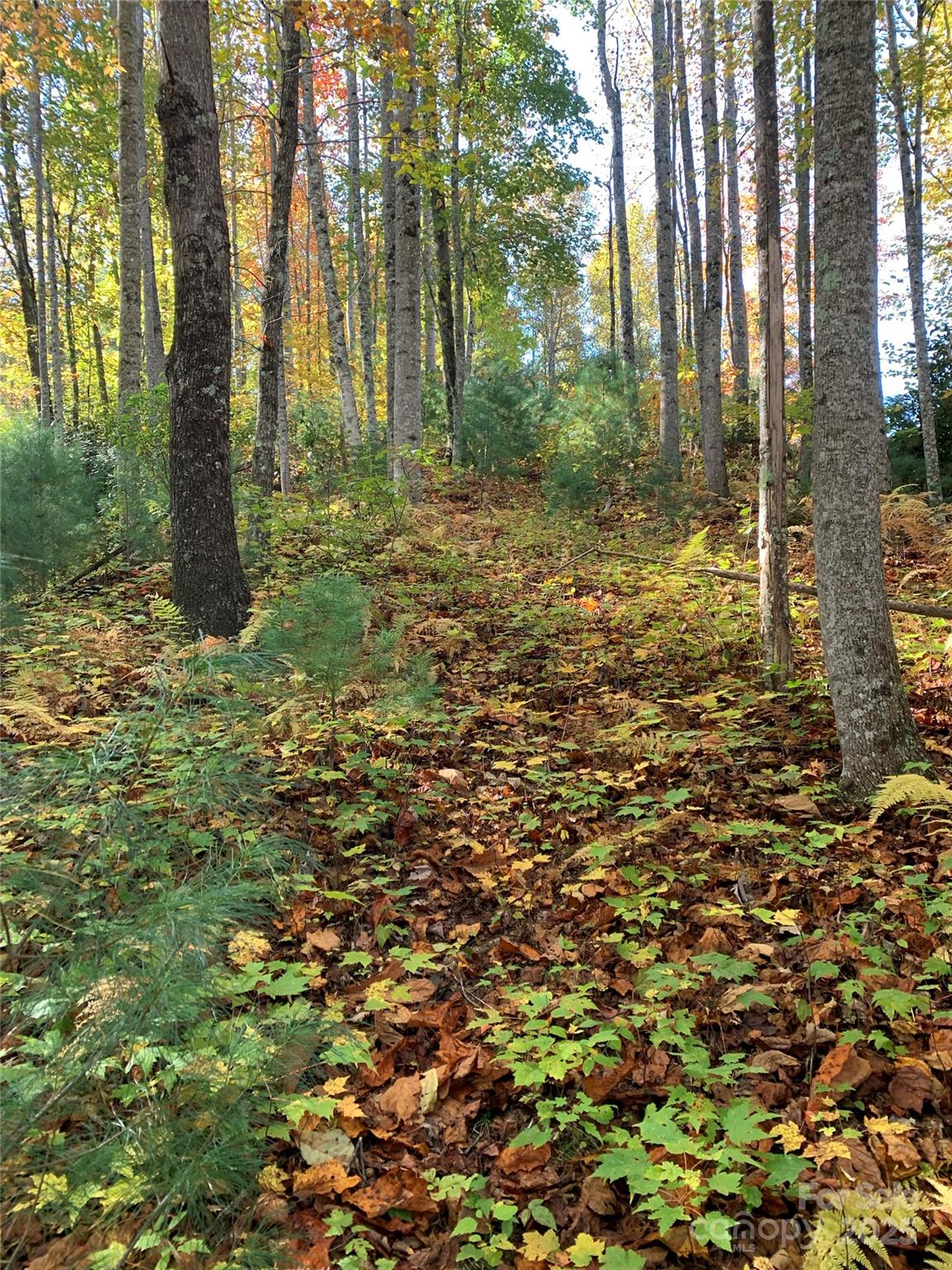 Lot# 556 Timber Rock Drive 556 Property Photo 4