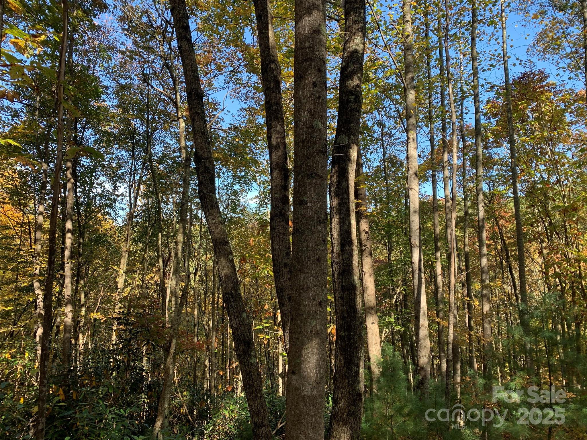 Lot# 556 Timber Rock Drive 556 Property Photo 6