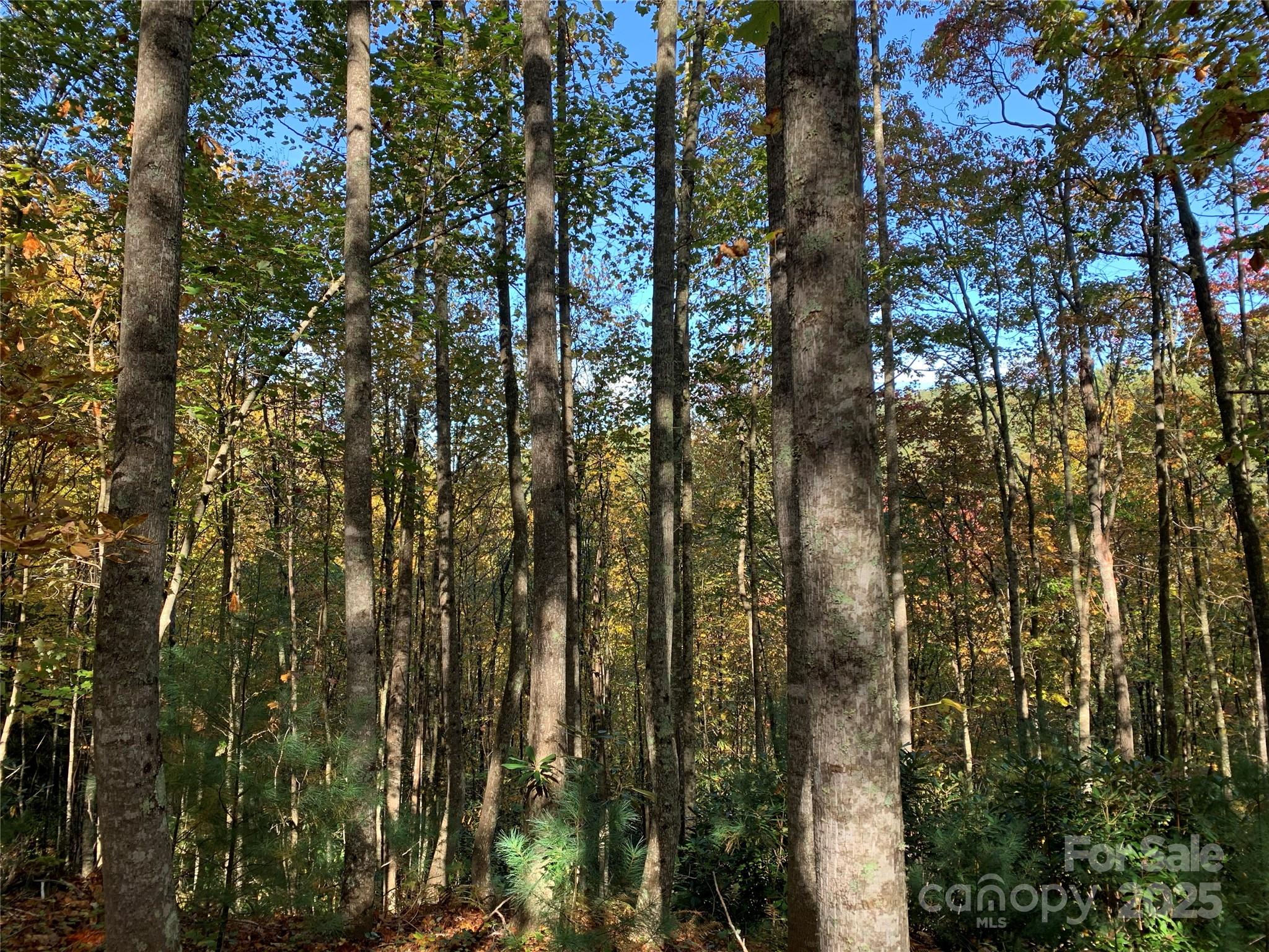 Lot# 556 Timber Rock Drive 556 Property Photo 7