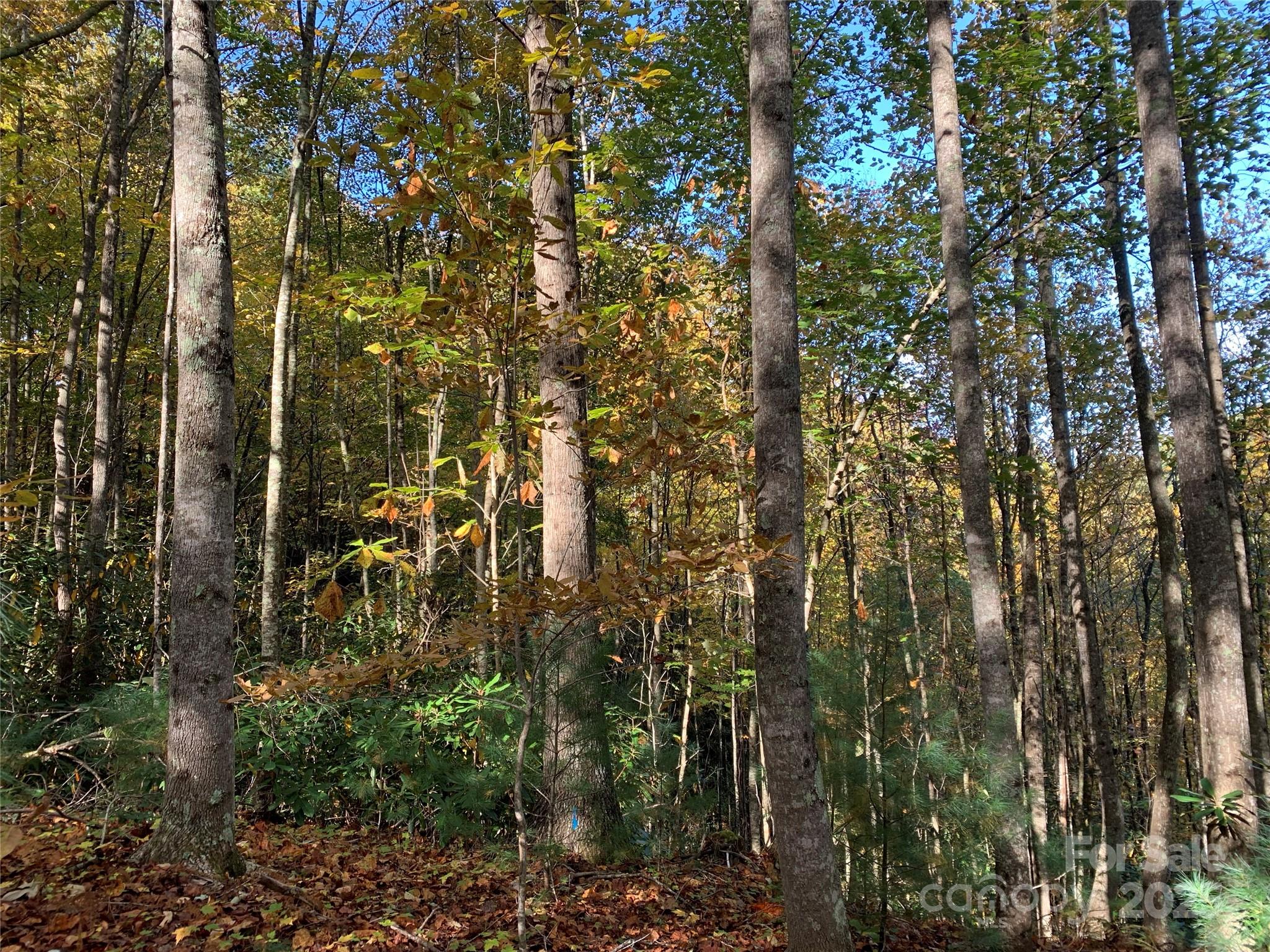 Lot# 556 Timber Rock Drive 556 Property Photo 8