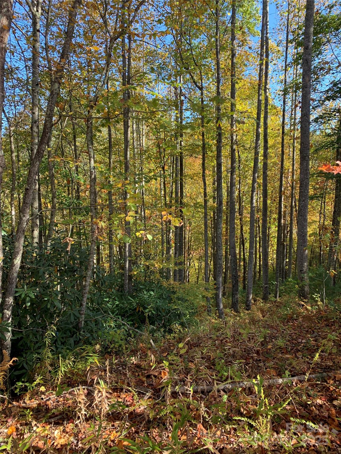Lot# 556 Timber Rock Drive 556 Property Photo 9