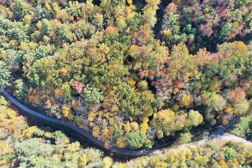 Lot64 Mountain Forest Estates Road Property Photo 3