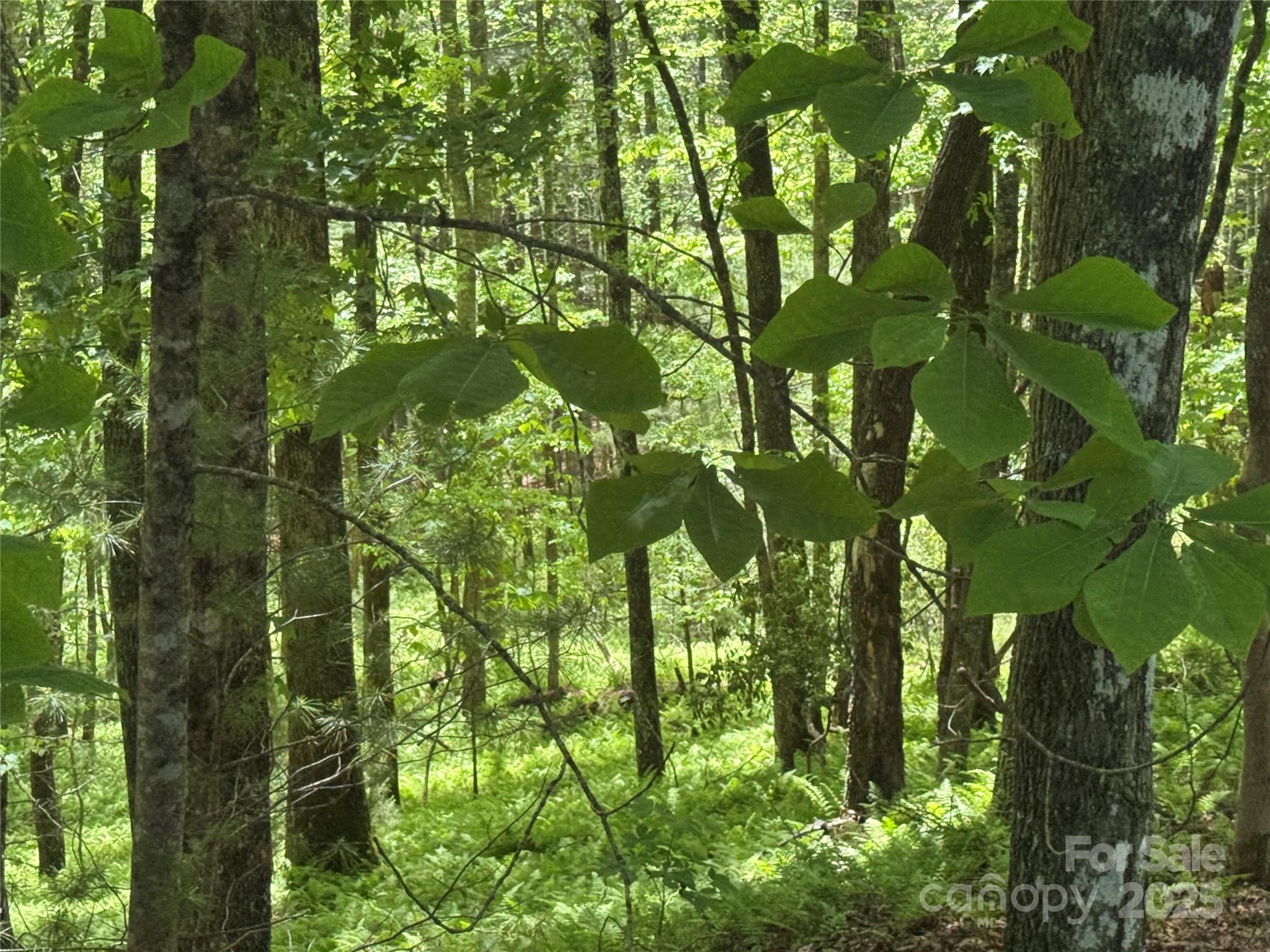 9999 Sassafras Road 4 Property Photo 3