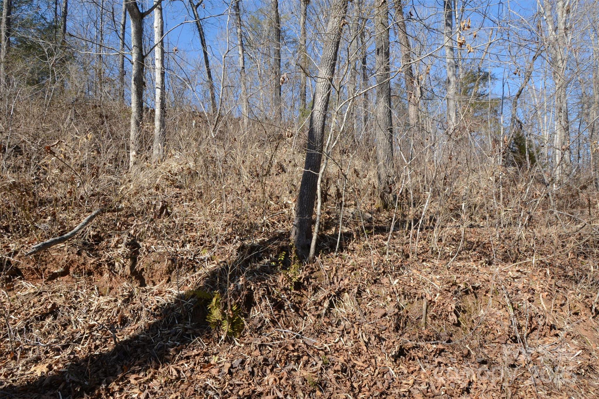 000 Rambling Creek Road 11 Property Photo 6