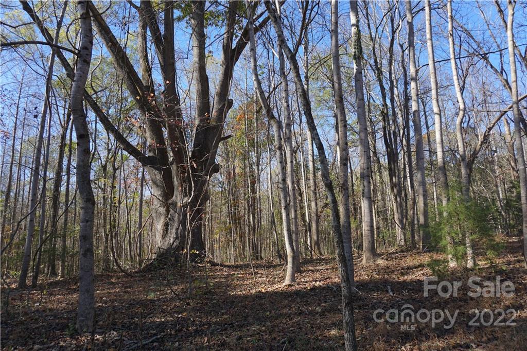 10.64 Ac Burree Road Property Photo 10