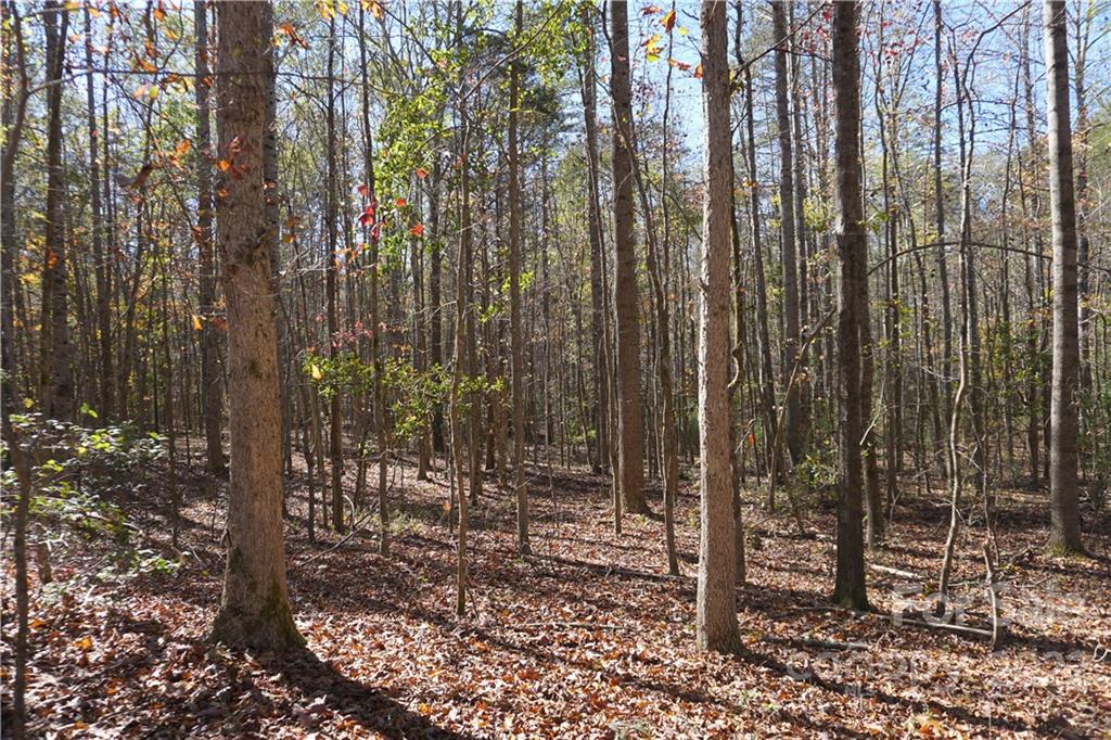 10.64 Ac Burree Road Property Photo 14
