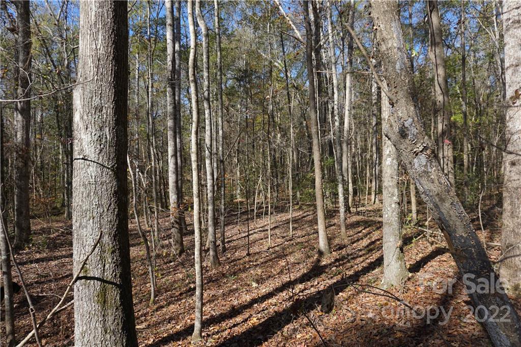 10.64 Ac Burree Road Property Photo 15