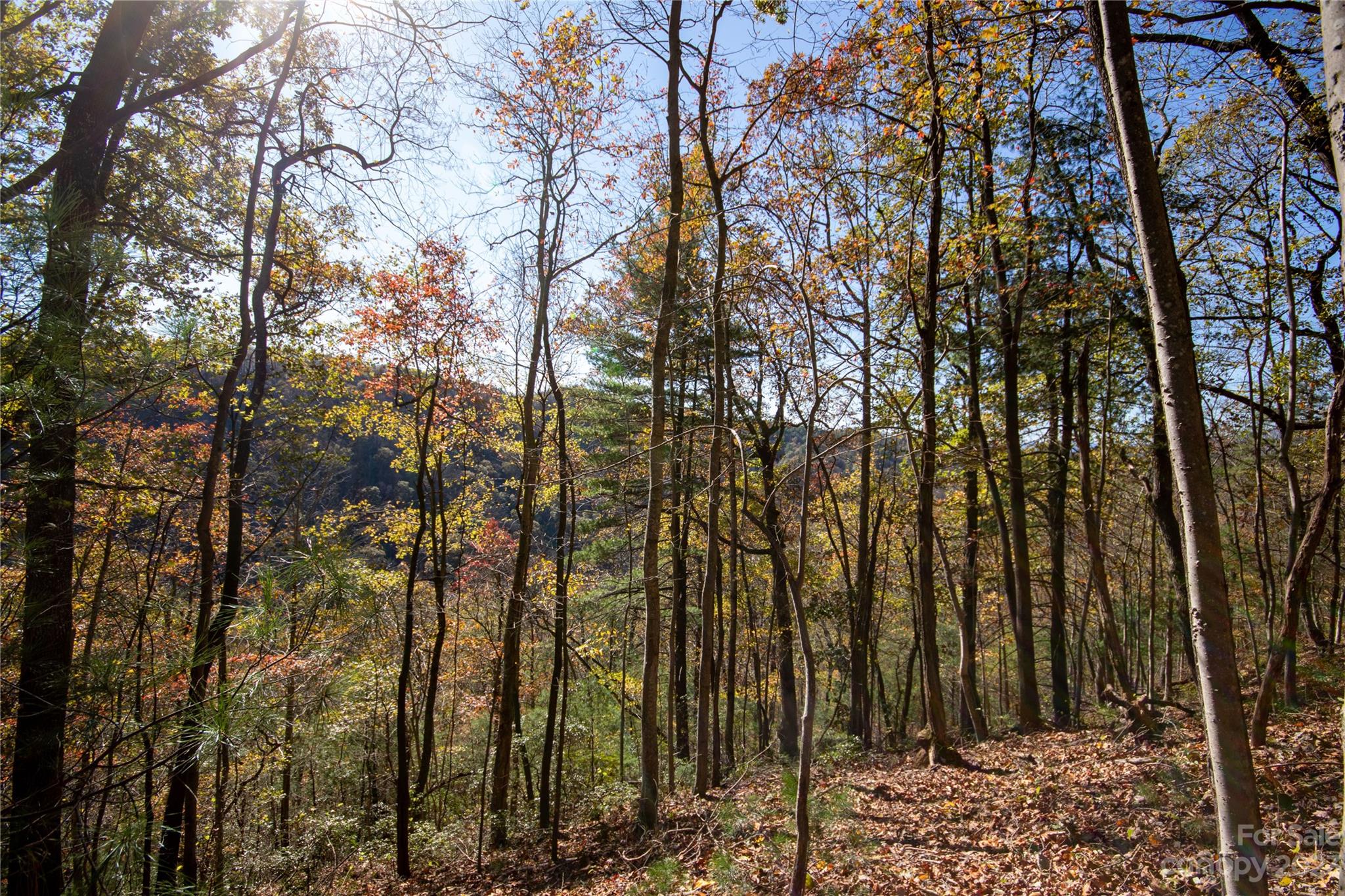 Lot# 547 Autumn Ridge 547 Property Photo 10