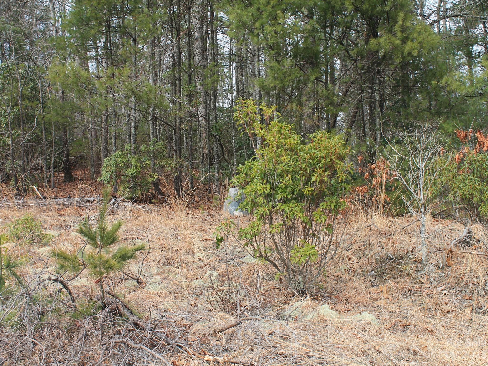 0000 Wildlife Trail .84 Acres Property Photo 2