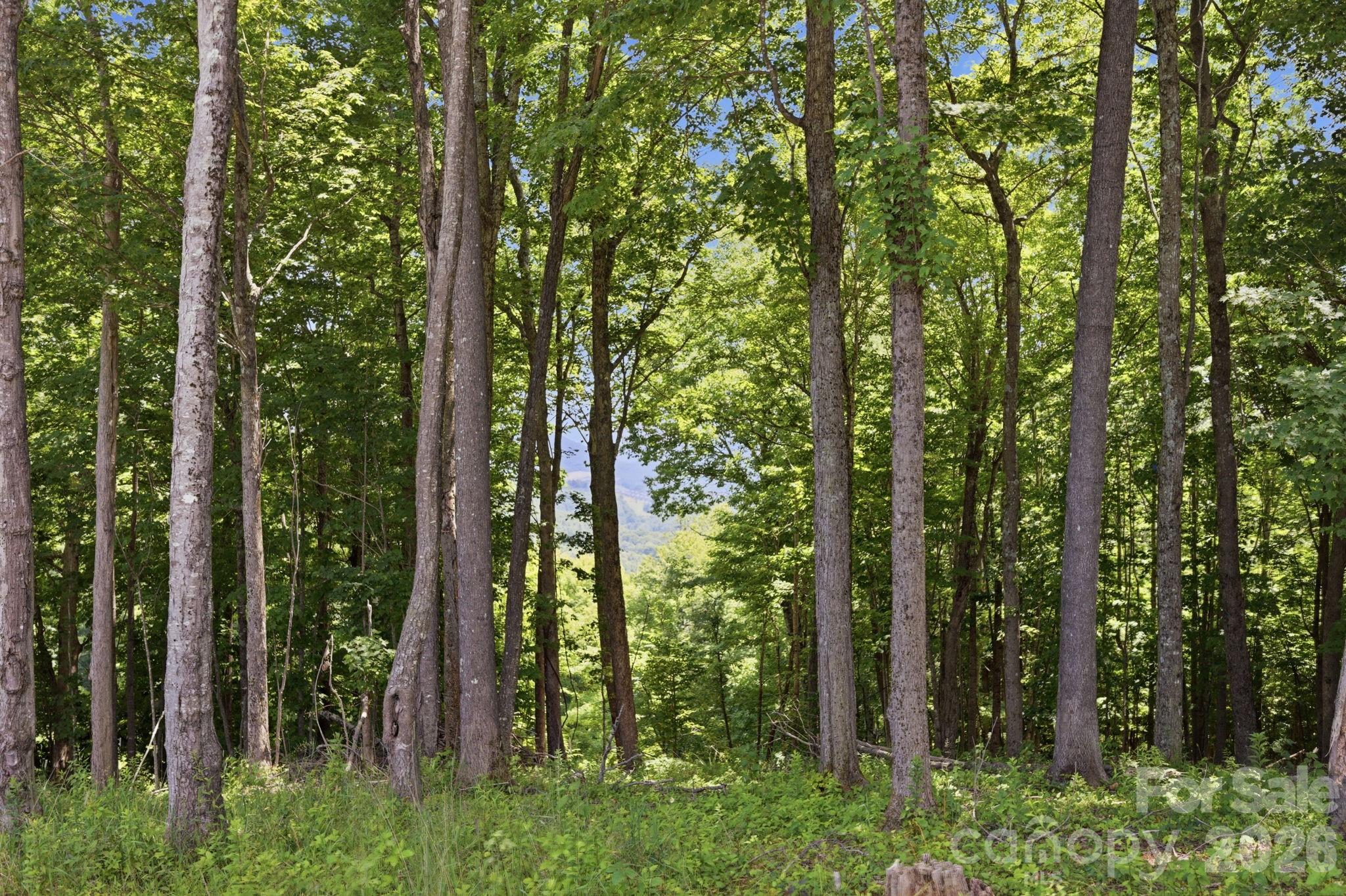 Lot 64 Poplar Forest Drive Property Photo 9