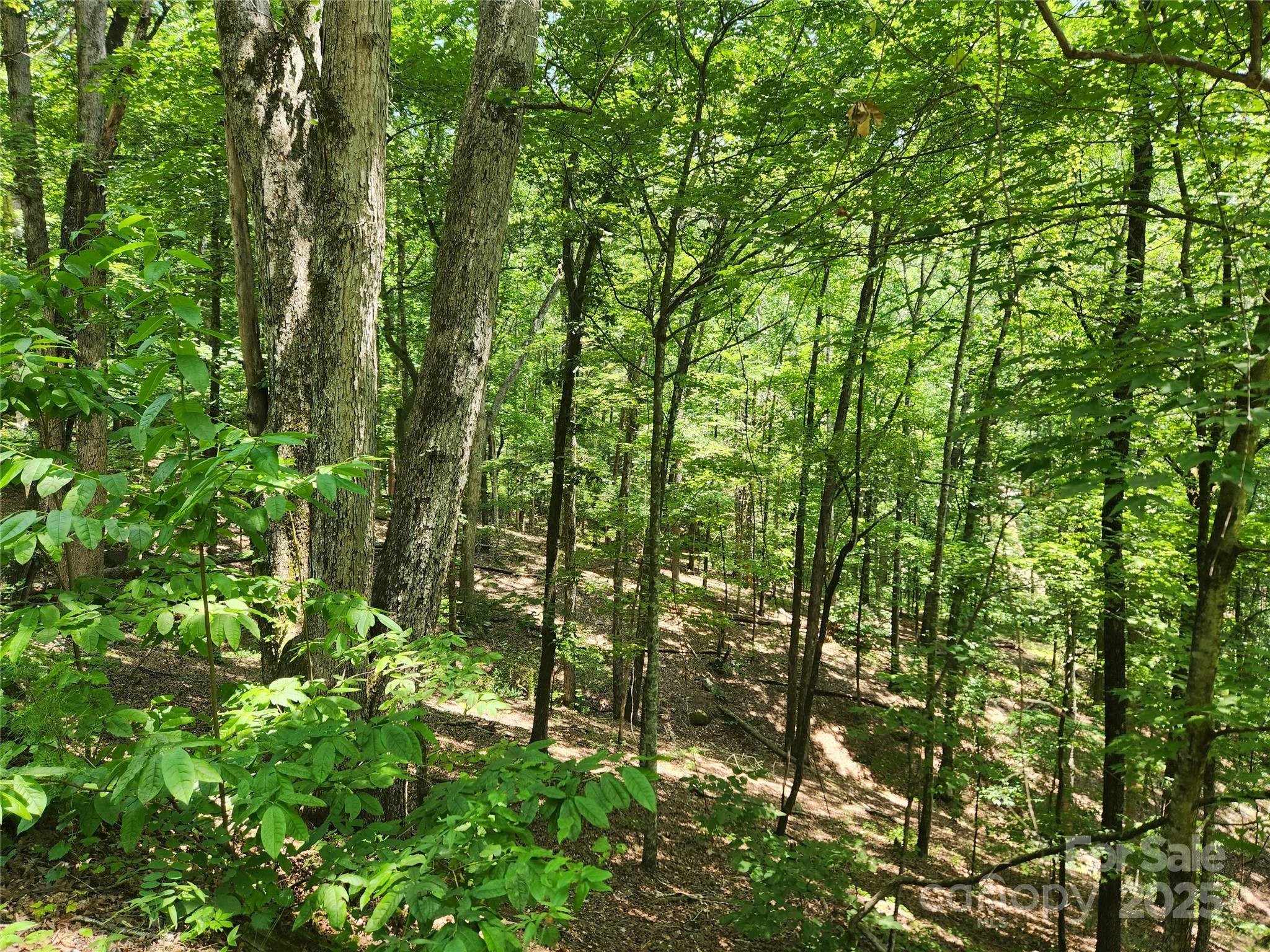 Lot 81, 82, & 88 Walnut Lane Property Photo 1