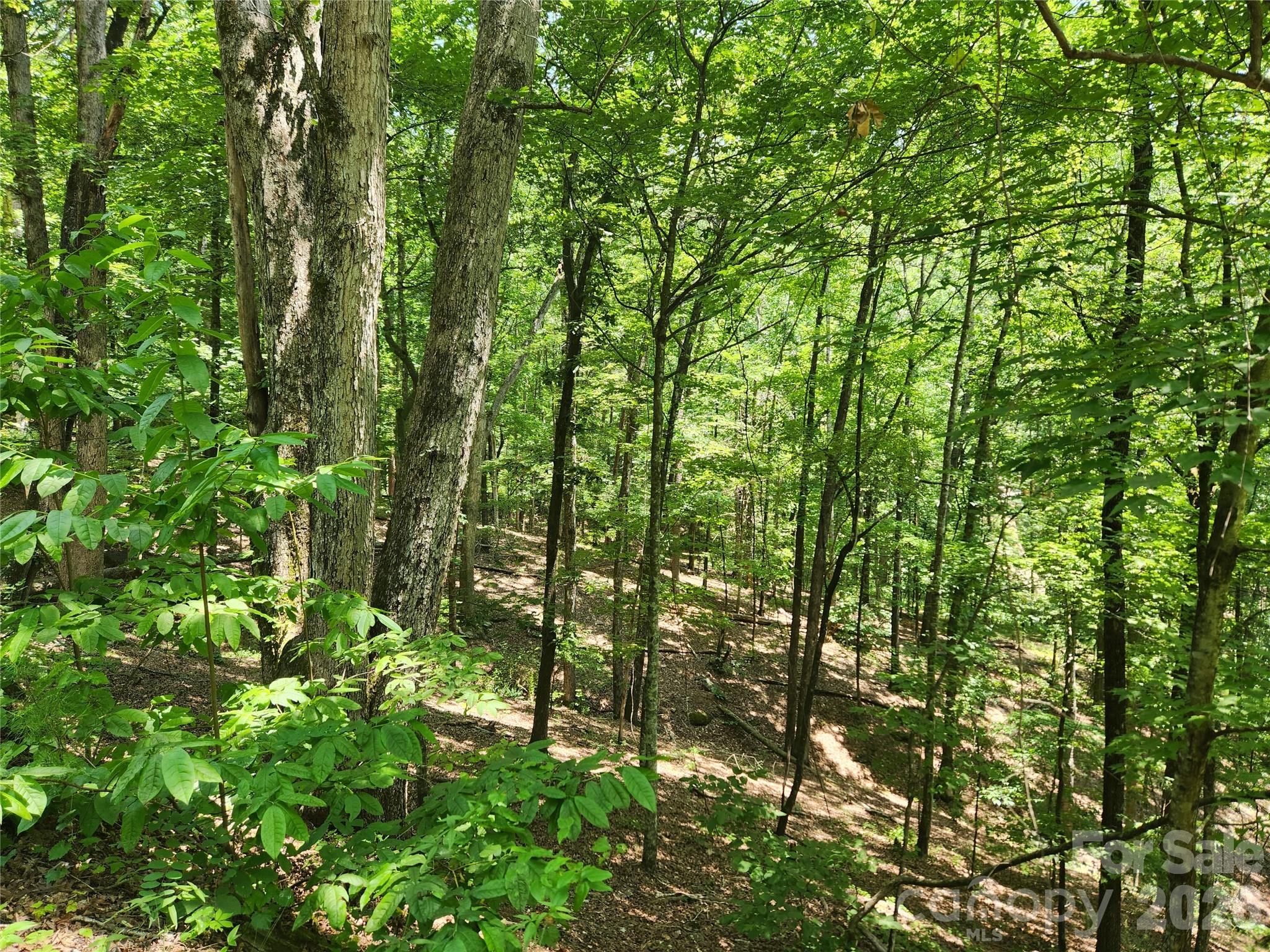 Lot 81, 82, & 88 Walnut Lane Property Photo 1