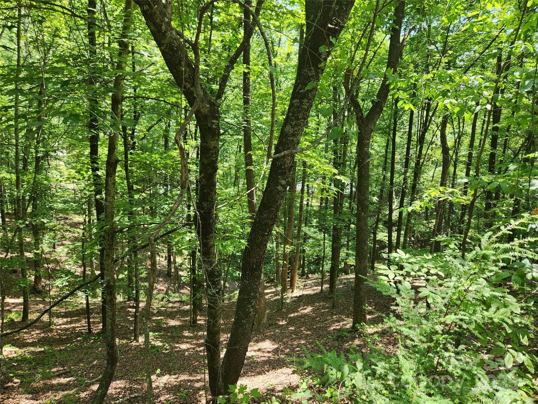 Lot 81, 82, & 88 Walnut Lane Property Photo 2