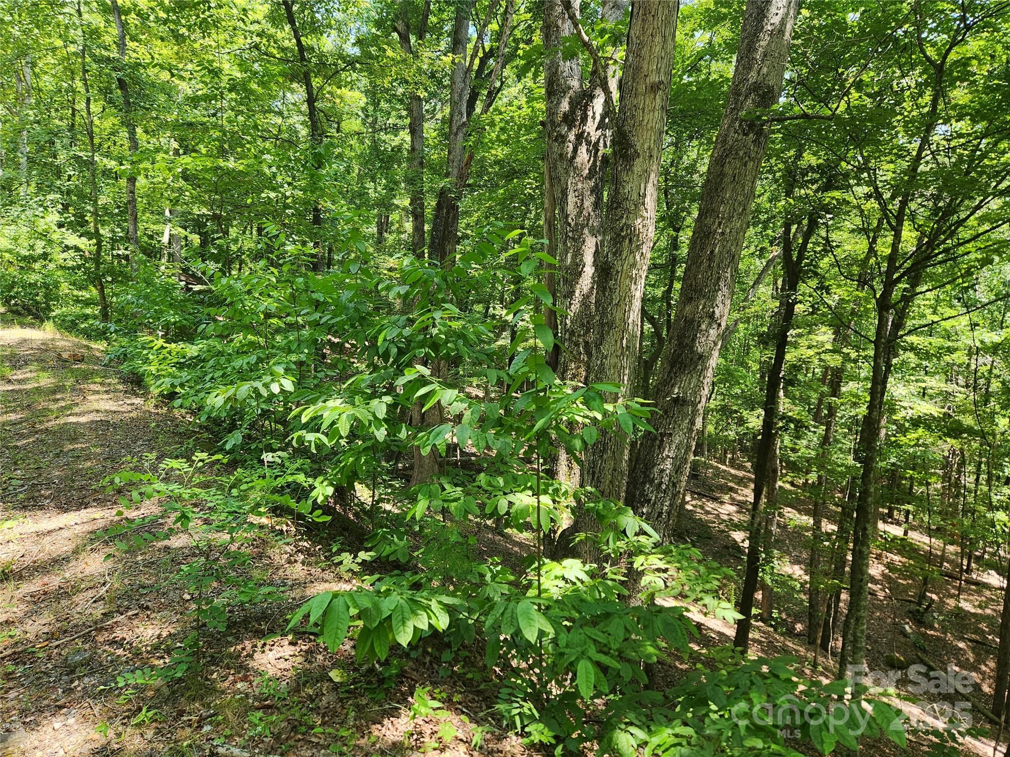 Lot 81, 82, & 88 Walnut Lane Property Photo 4